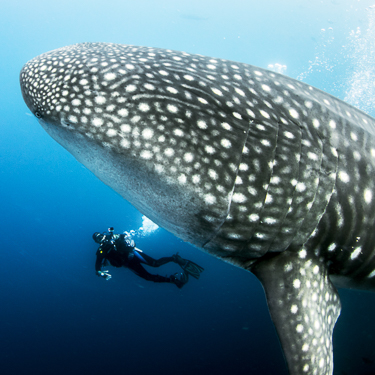 Encounter whale sharks at Wolf Island, Galapagos Image