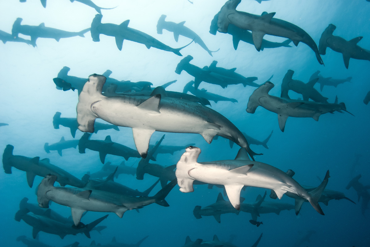 Galapagos Islands Scuba Diving 2