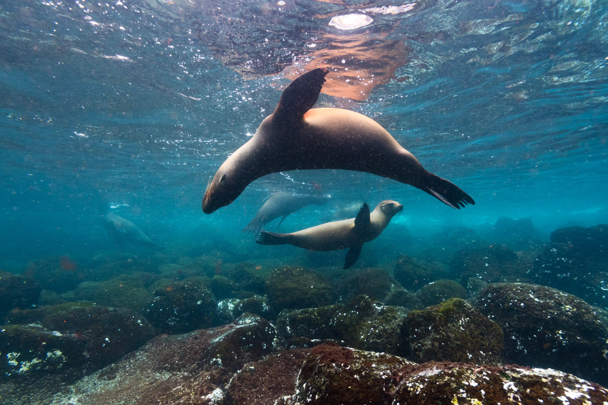Galapagos Marine Reserve to be expanded