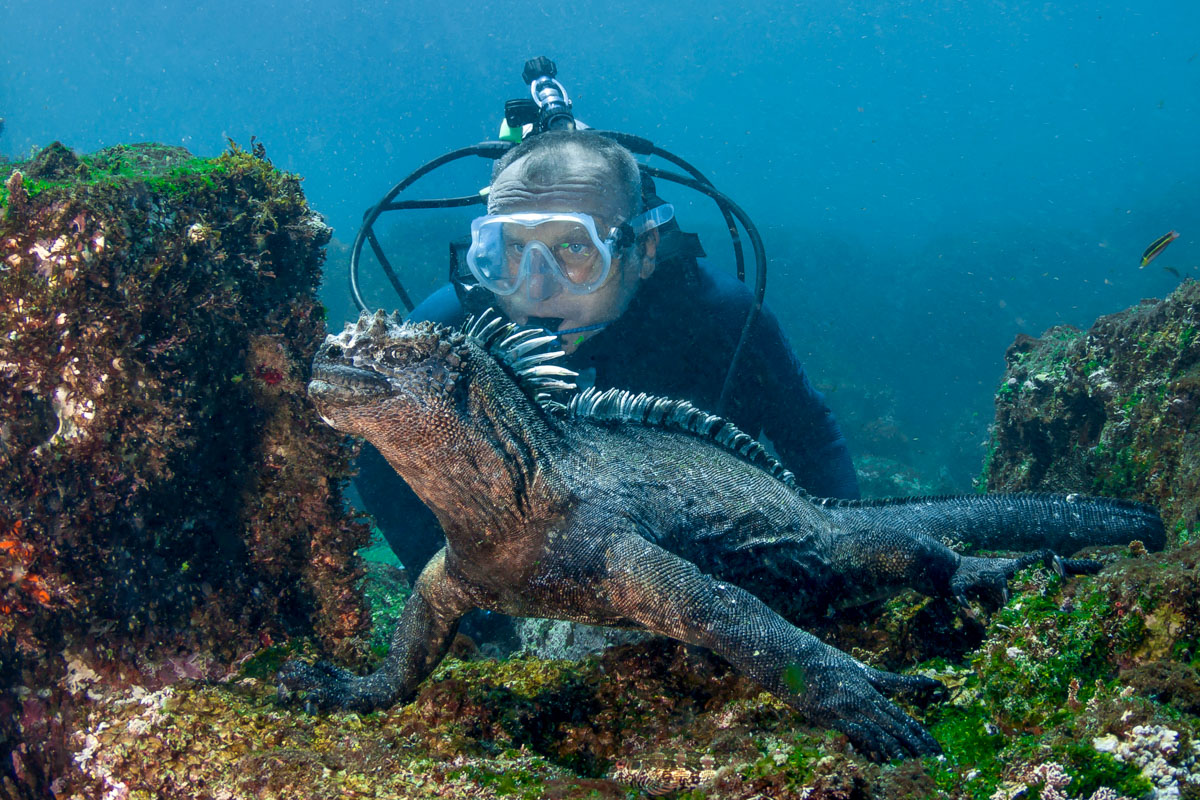 In the Galapagos Islands, divers can spot marine iguanas feeding underwater