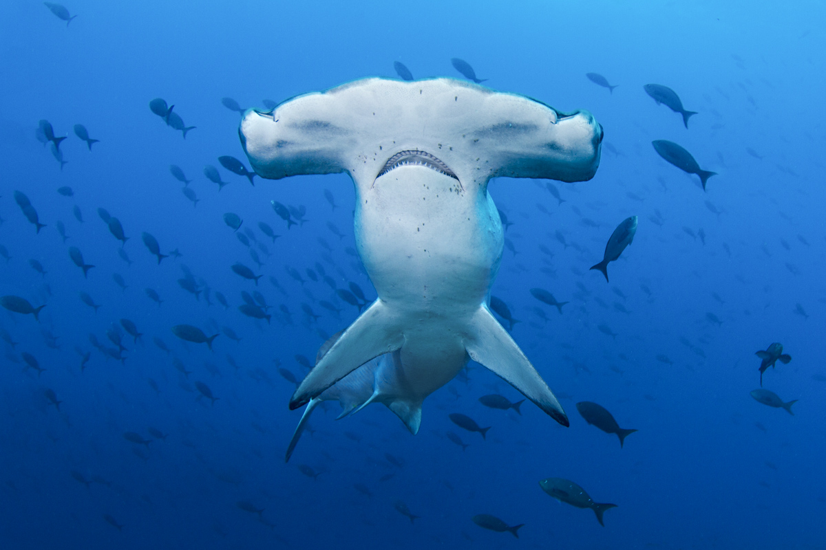 Galapagos Islands Scuba Diving 5