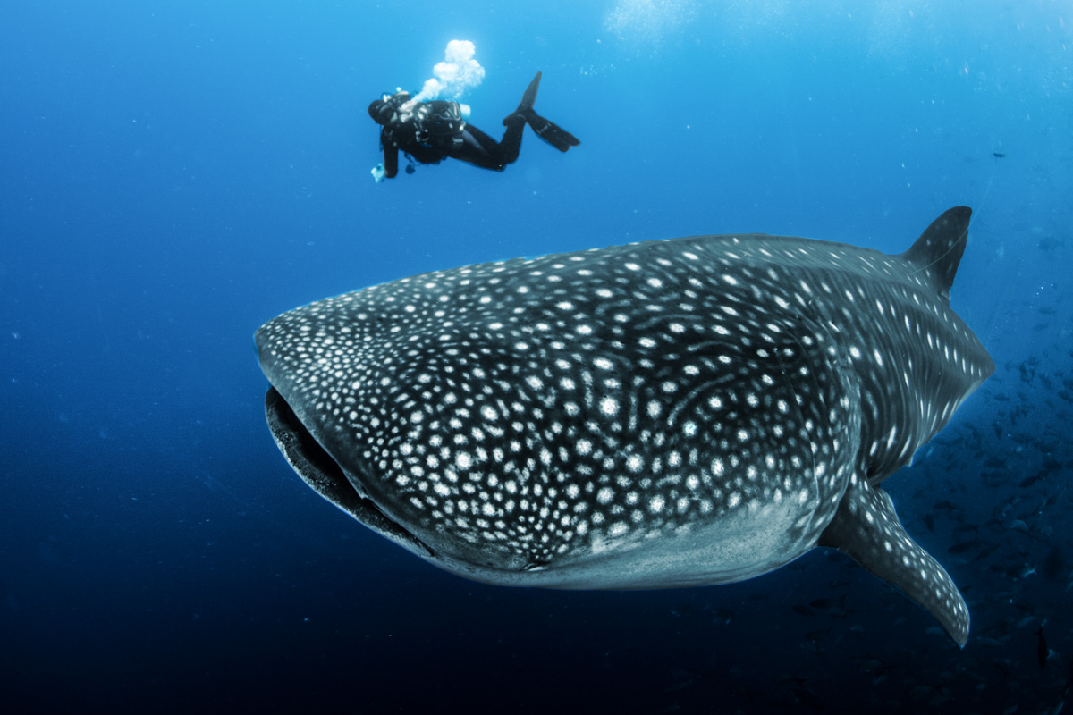 The Galapagos' remote dive sites of Wolf Island and Darwin's Arch act as beacons for whale sharks