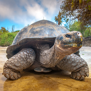 Search for giant tortoises in the Santa Cruz highlands Image