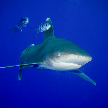 Big fish action at the Brothers Islands Image