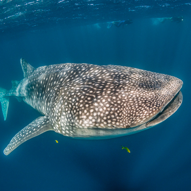 Swim with whale sharks in Djibouti Image