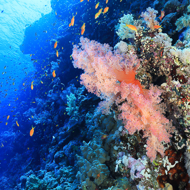 High speed drift diving at Elphinstone Reef Image