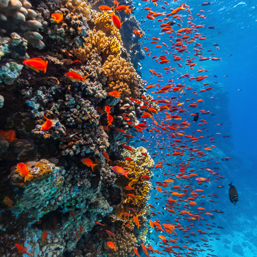 Dive some of the Planet's best coral reefs Image