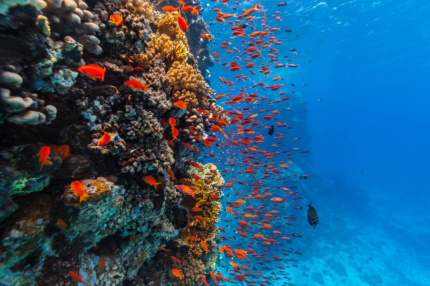 Red Sea beautiful coral reef