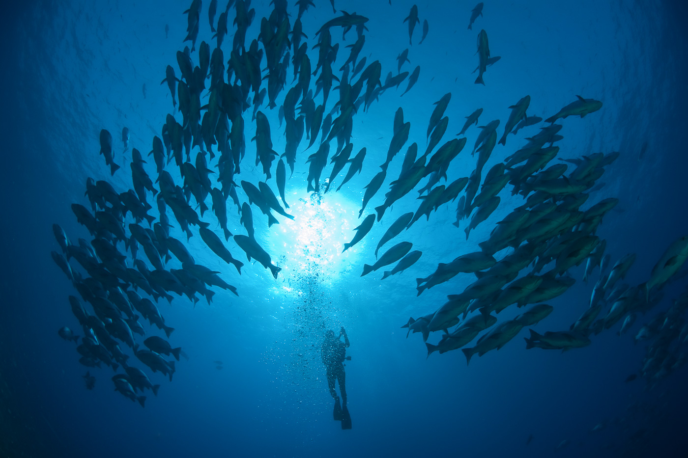 Descending into Egypt's Red Sea in search of hammerheads