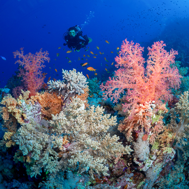 Red Sea Southern Thumb