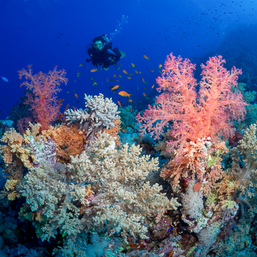 Cruise Egypt's remote southern reef system Image