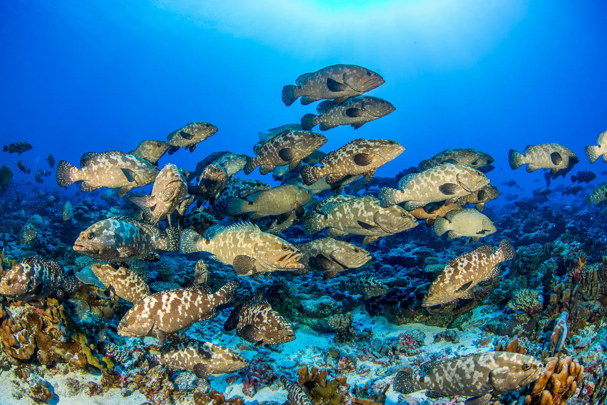 Fakarava French Polynesia Scuba Diving