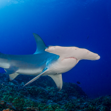 French Polynesia Scuba Diving Hammerhead