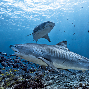 French Polynesia Scuba Diving Tiger Shark