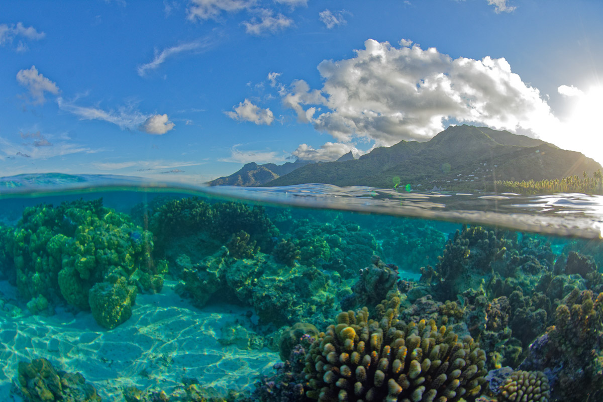 Tahiti Moorea French Polynesia Scuba Diving 10