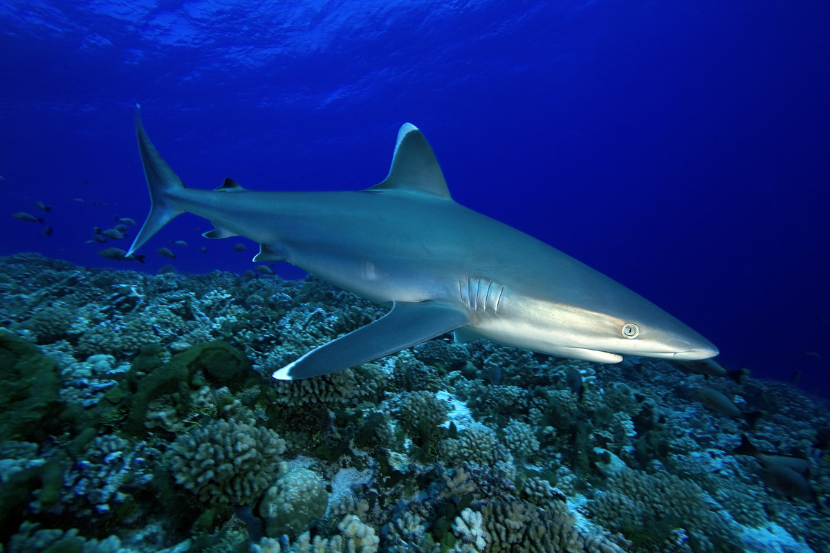 Tahiti Moorea French Polynesia Scuba Diving 5