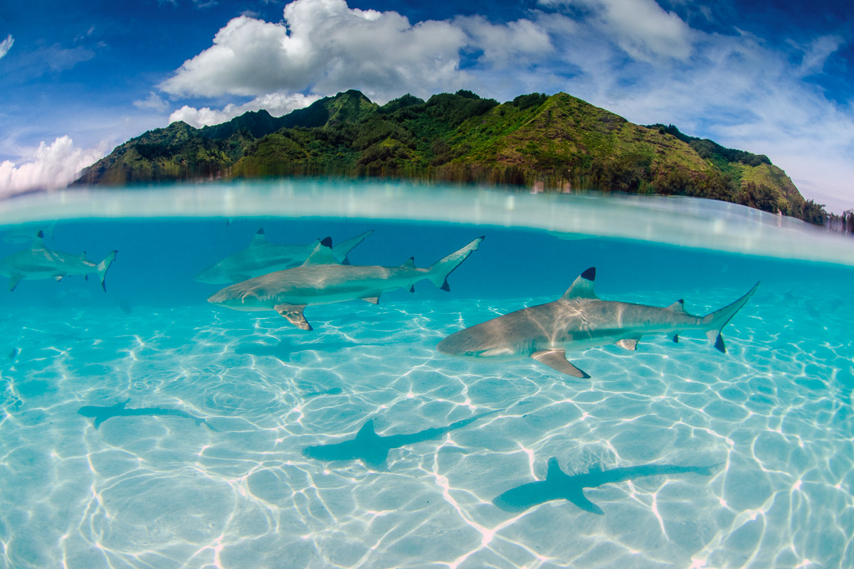 Tahiti Moorea French Polynesia Scuba Diving 8