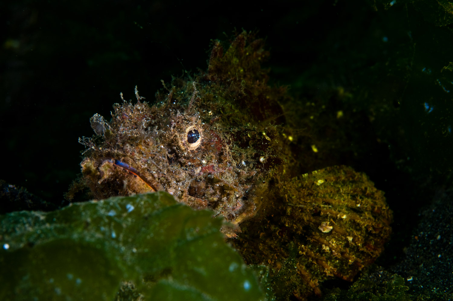 A frogfish found in Bali
