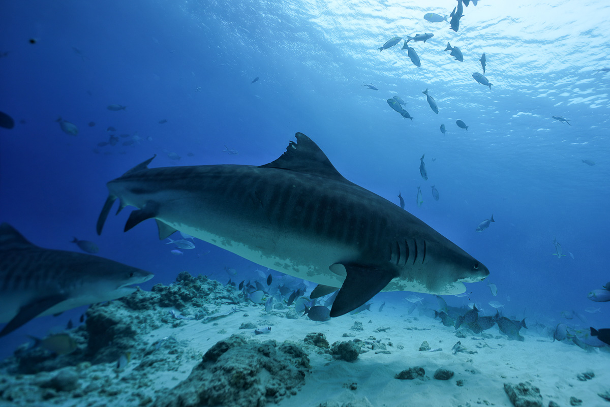 Tiger shark sightings are guaranteed in Fuvahmulah