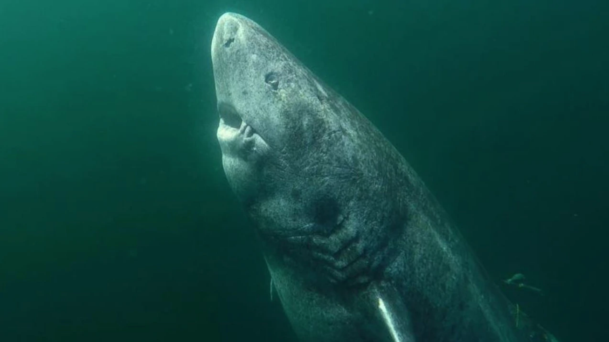 Five facts you may not have known about sharks - Greenland shark