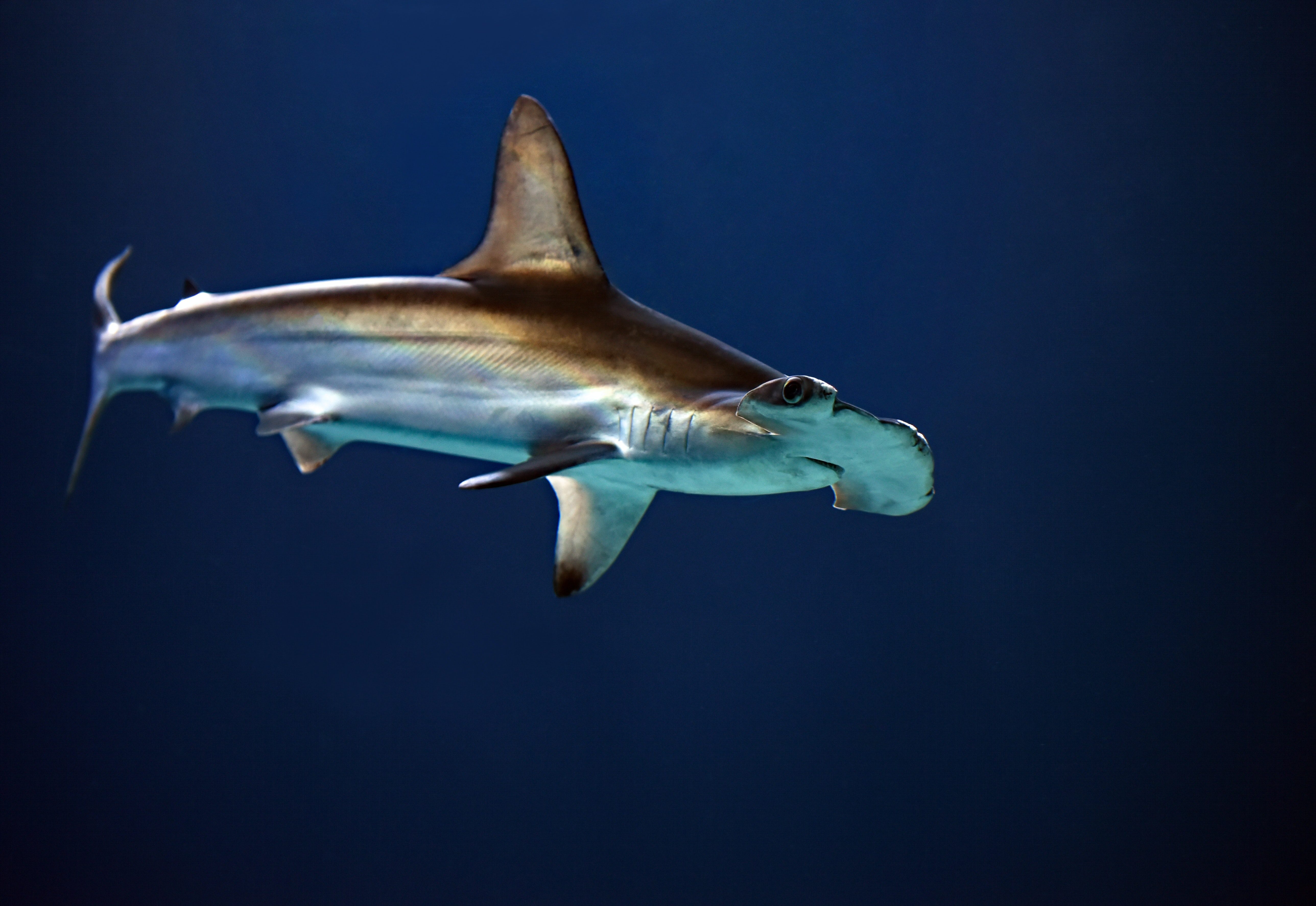 Hammerhead shark in the Red Sea