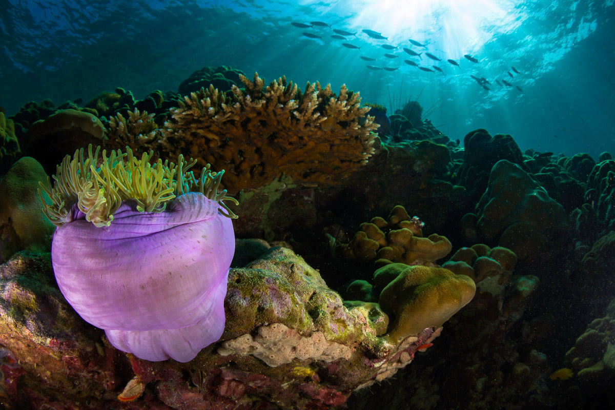 Heat-resistant corals offer a glimmer of hope for reefs