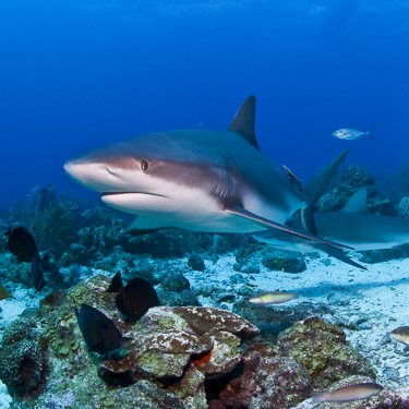 Honduras Scuba Diving Roatan Reef Shark