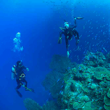 Honduras Scuba Diving Vertigo Guanaja