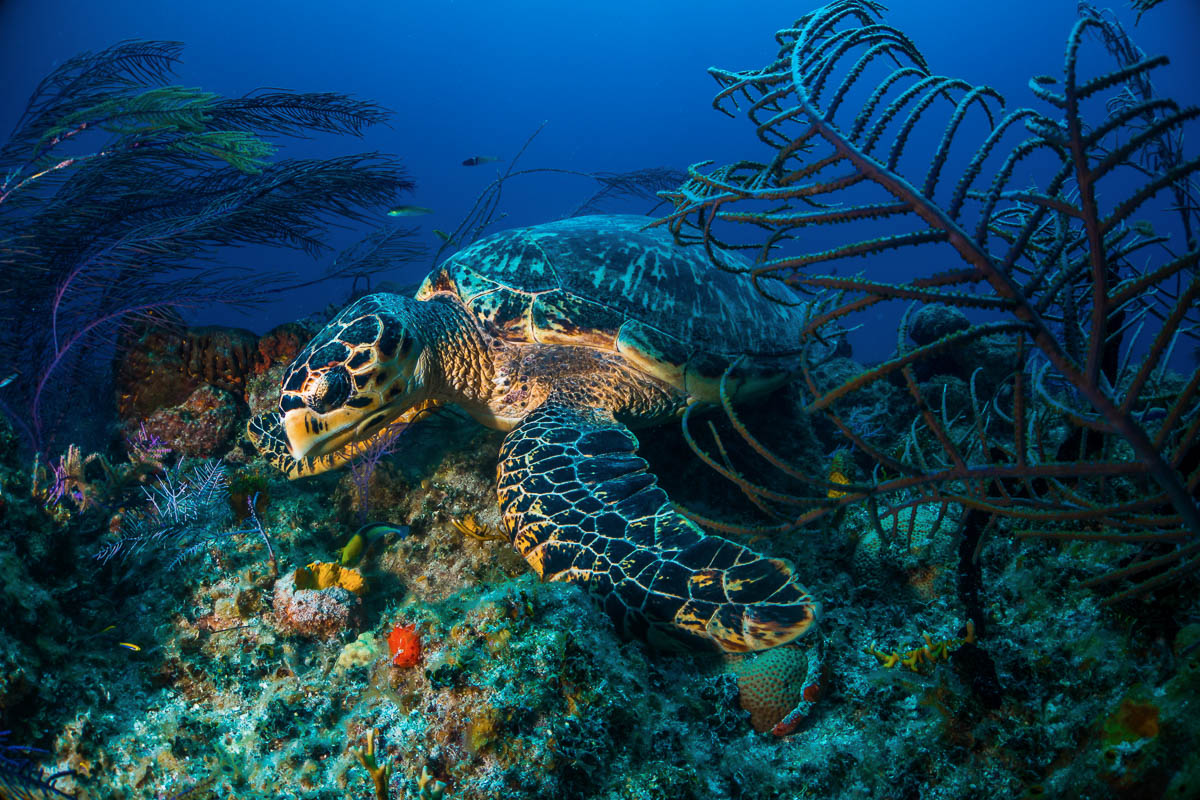 Utila Honduras Scuba Diving 5