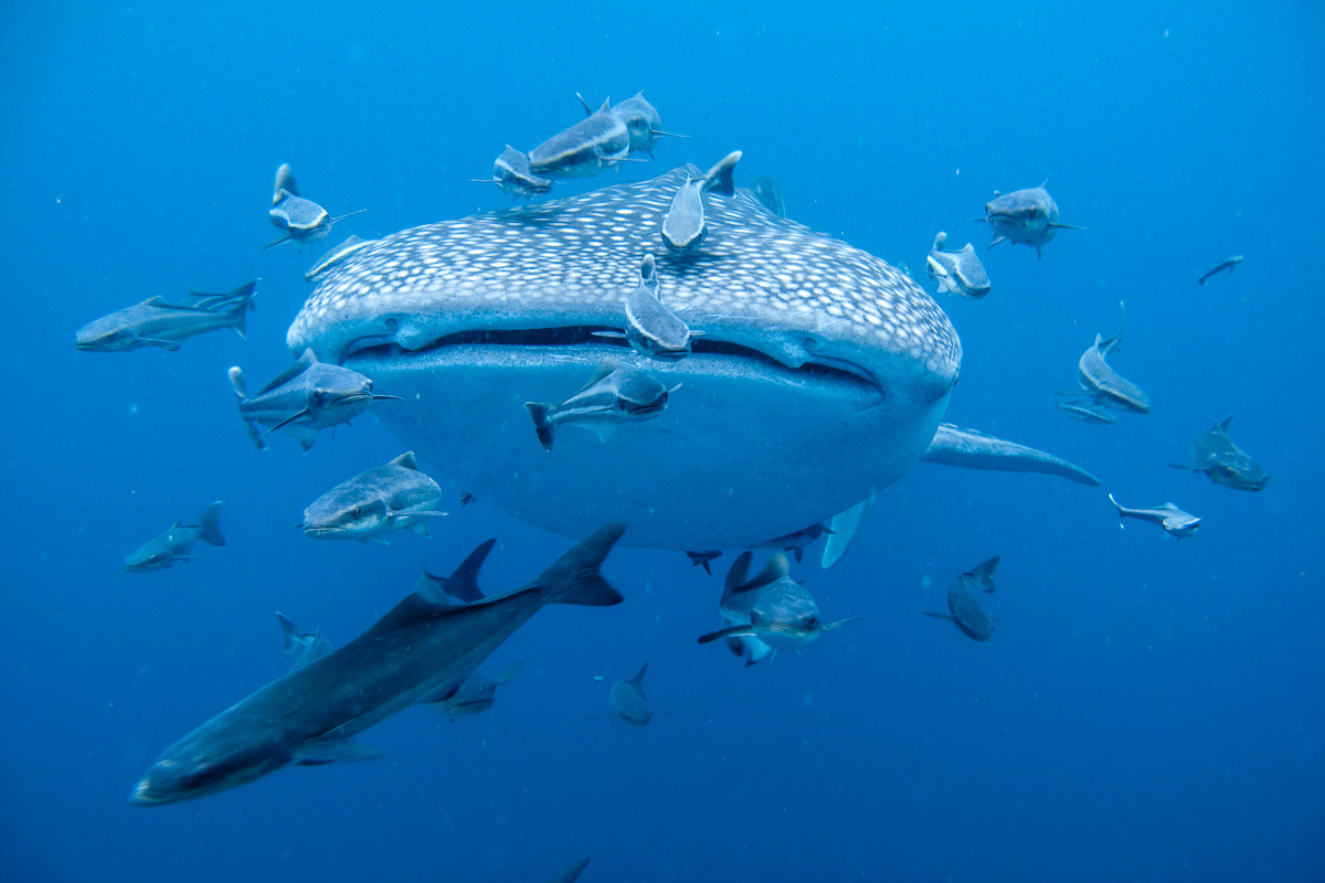 Utila Honduras Scuba Diving