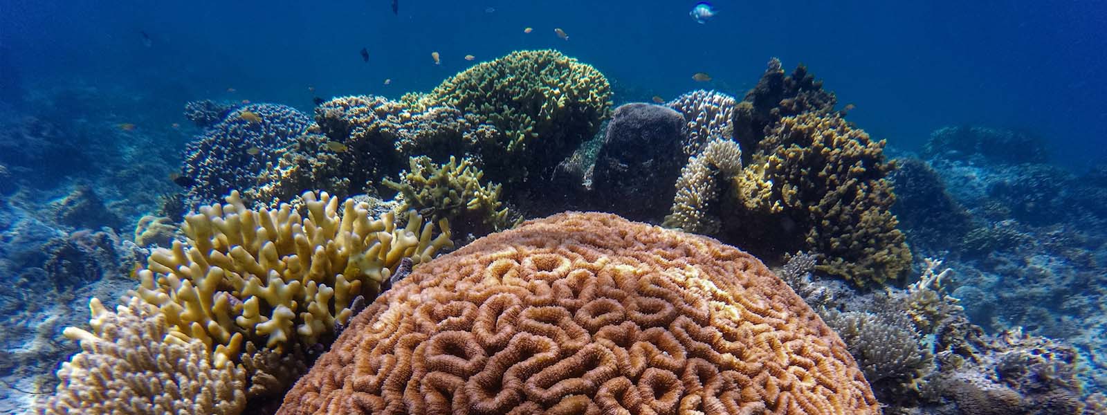 Hope for the world's coral reefs