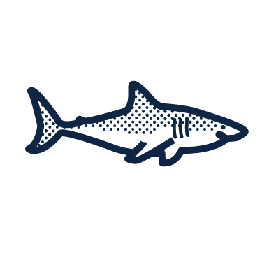 Great white shark