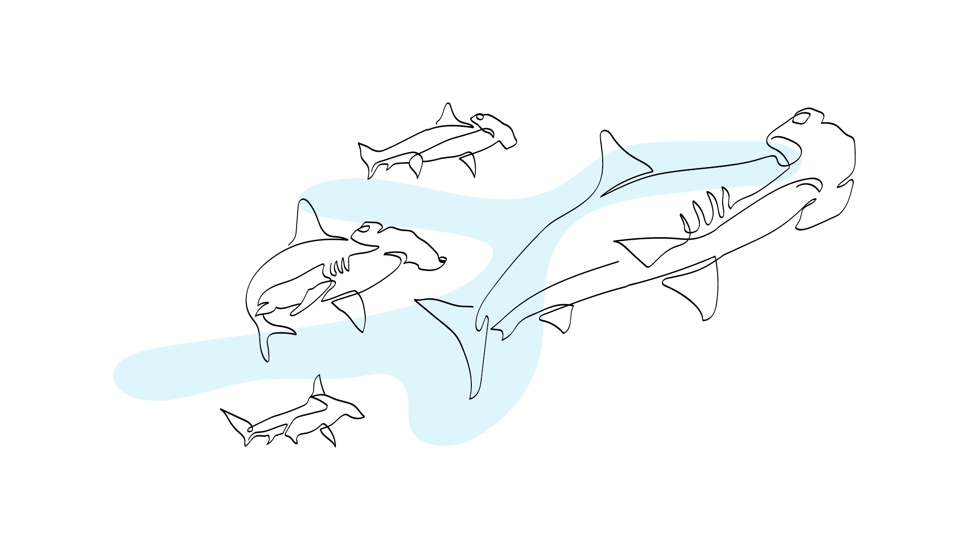 Zublu Illustrations Hammerhead School