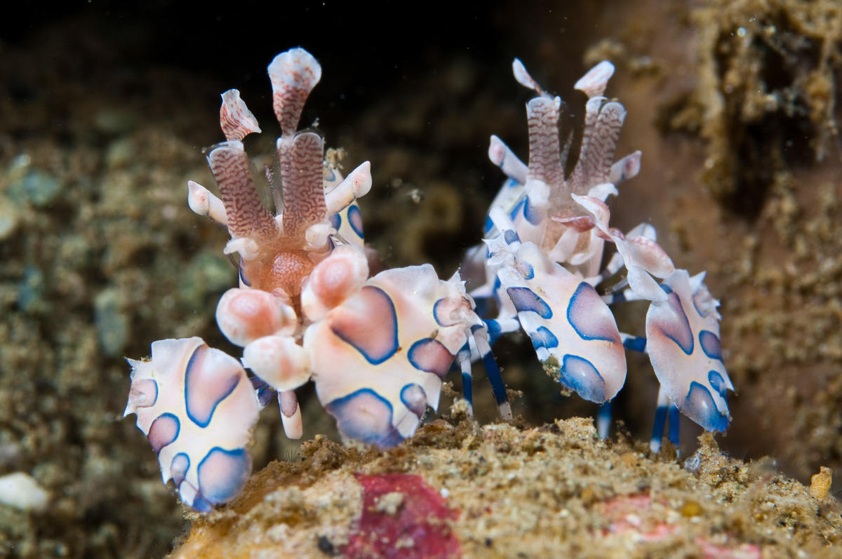 https://www.zubludiving.com/images/Indonesia/Ambon/Ambon-Maluku-Indonesia-11.jpg