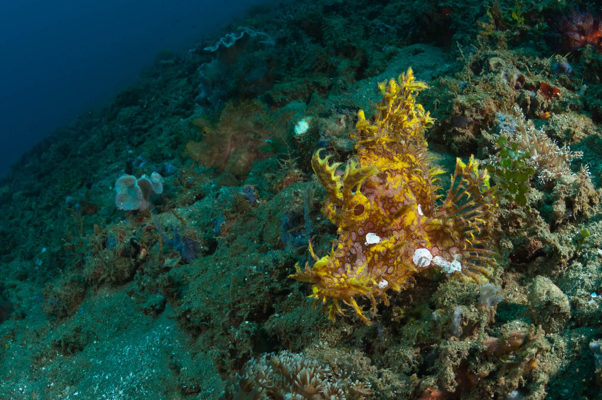 diving in ambon indonesia