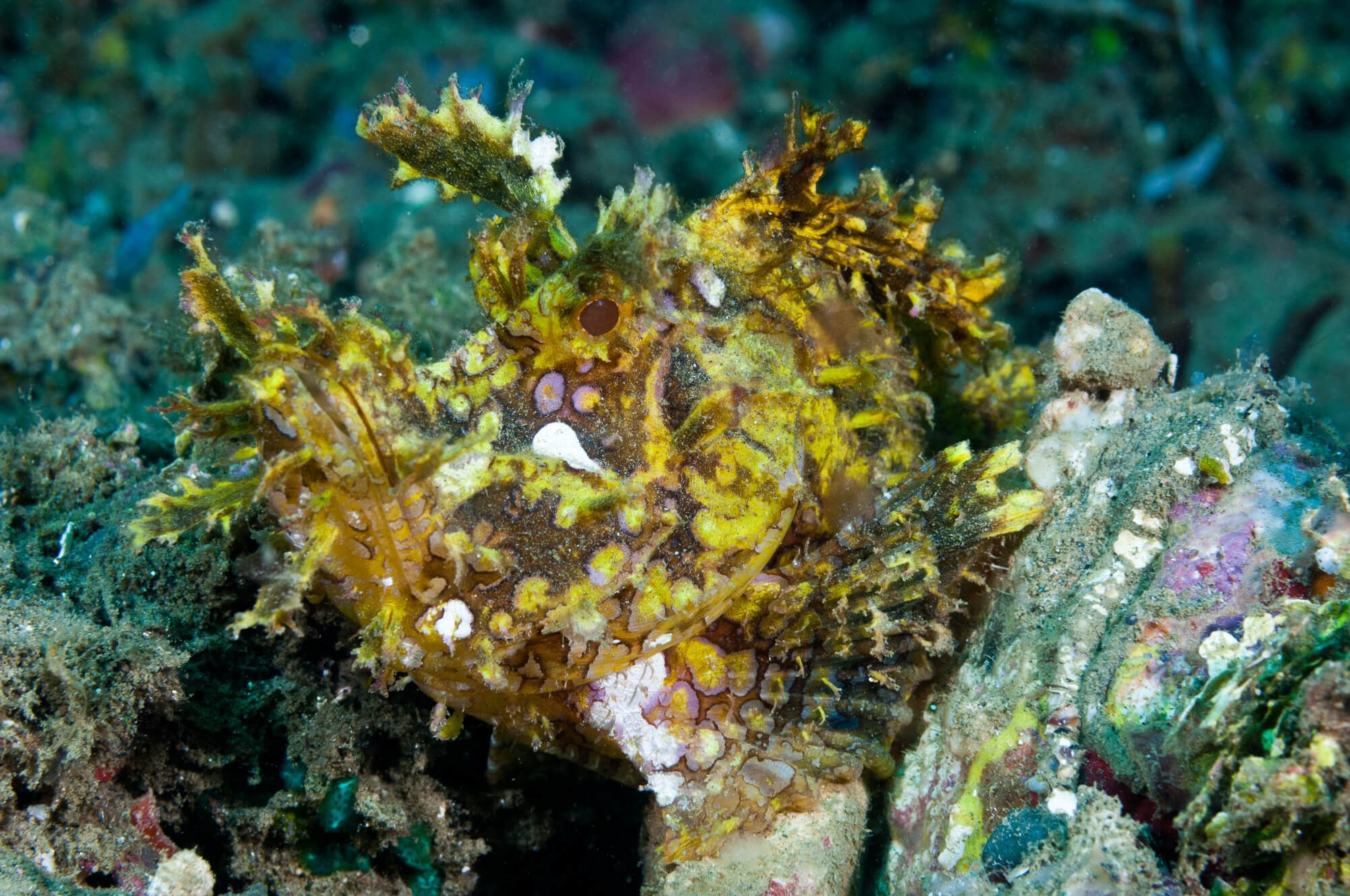 Rhinopias in Ambon, Indonesia