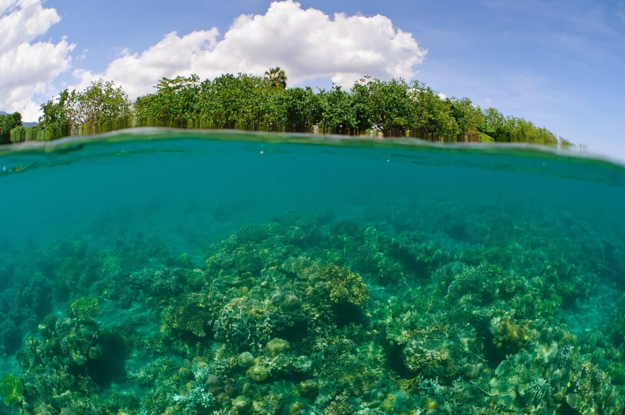 Coastal ‘bright spots’ provide the blueprint for future restoration