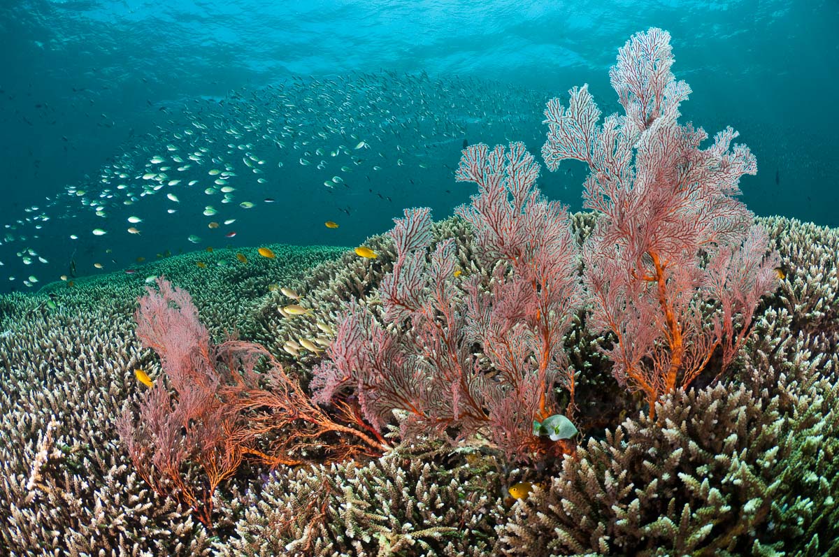 Amed Bali Indonesia 10