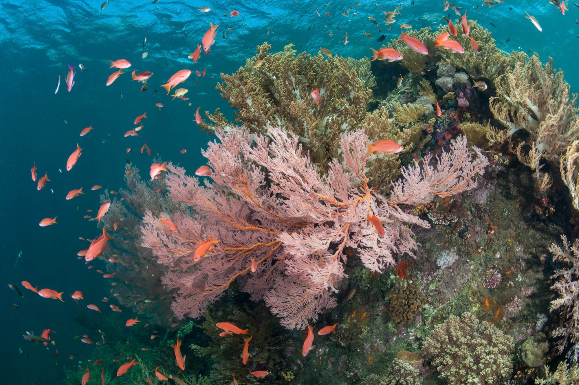 Learning to dive in Amed is great for combining other activities such as yoga