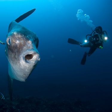 Encounter mola mola and manta rays Image