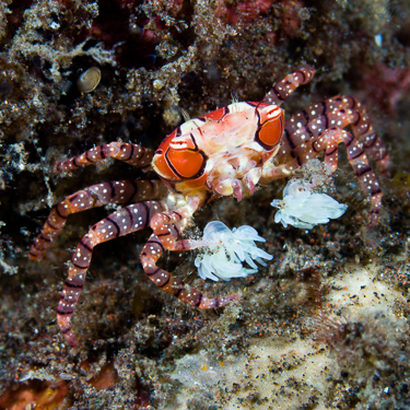 Go muck diving at the Padangbai Jetty Image