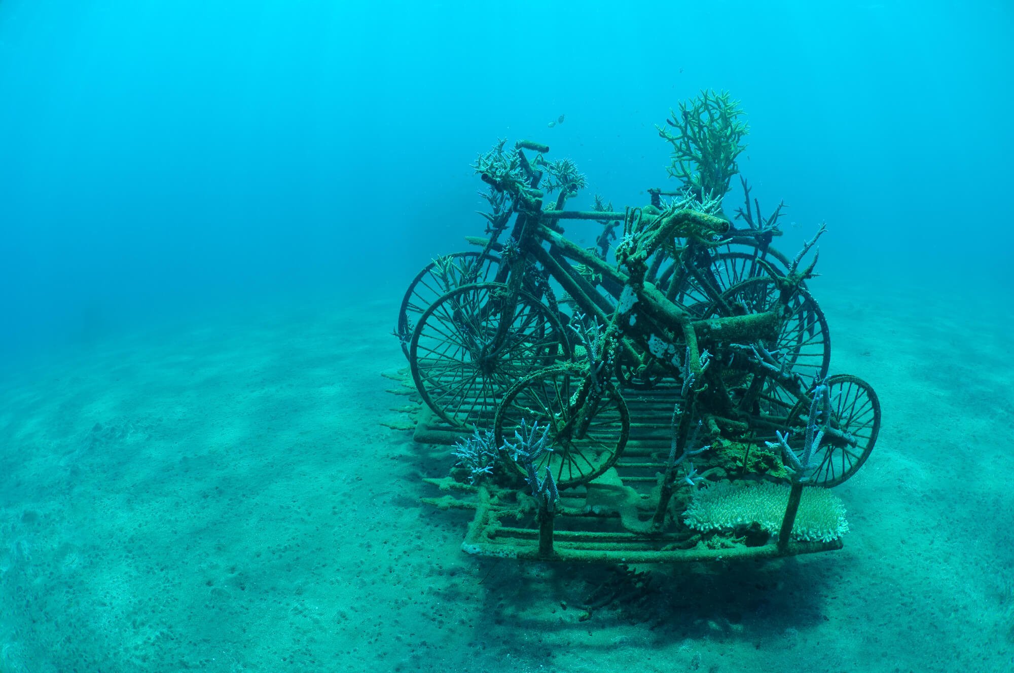 Biorock - is this the future of coral reef restoration?