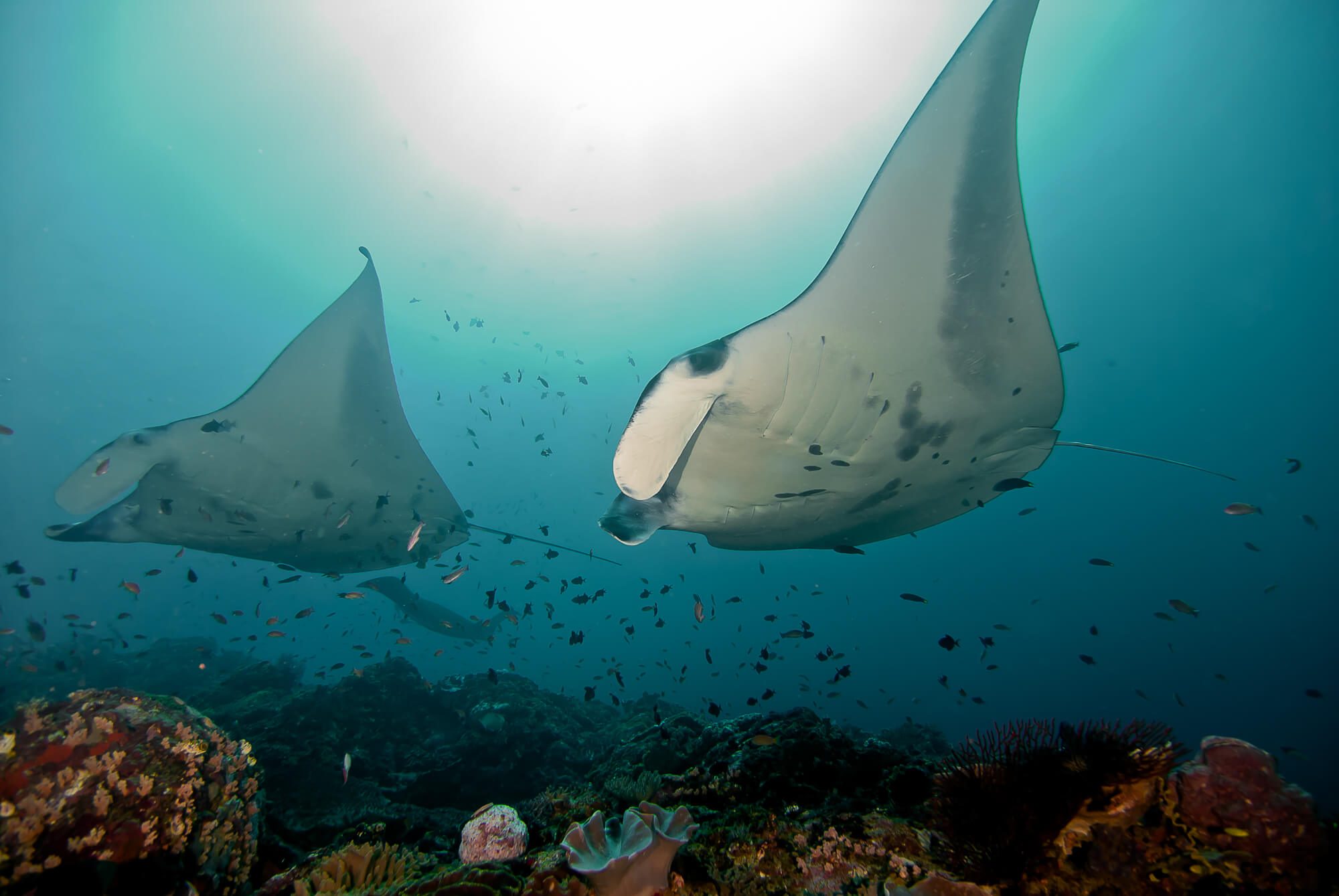 Manta rays at the Manta Point dive site, Nusa Penida