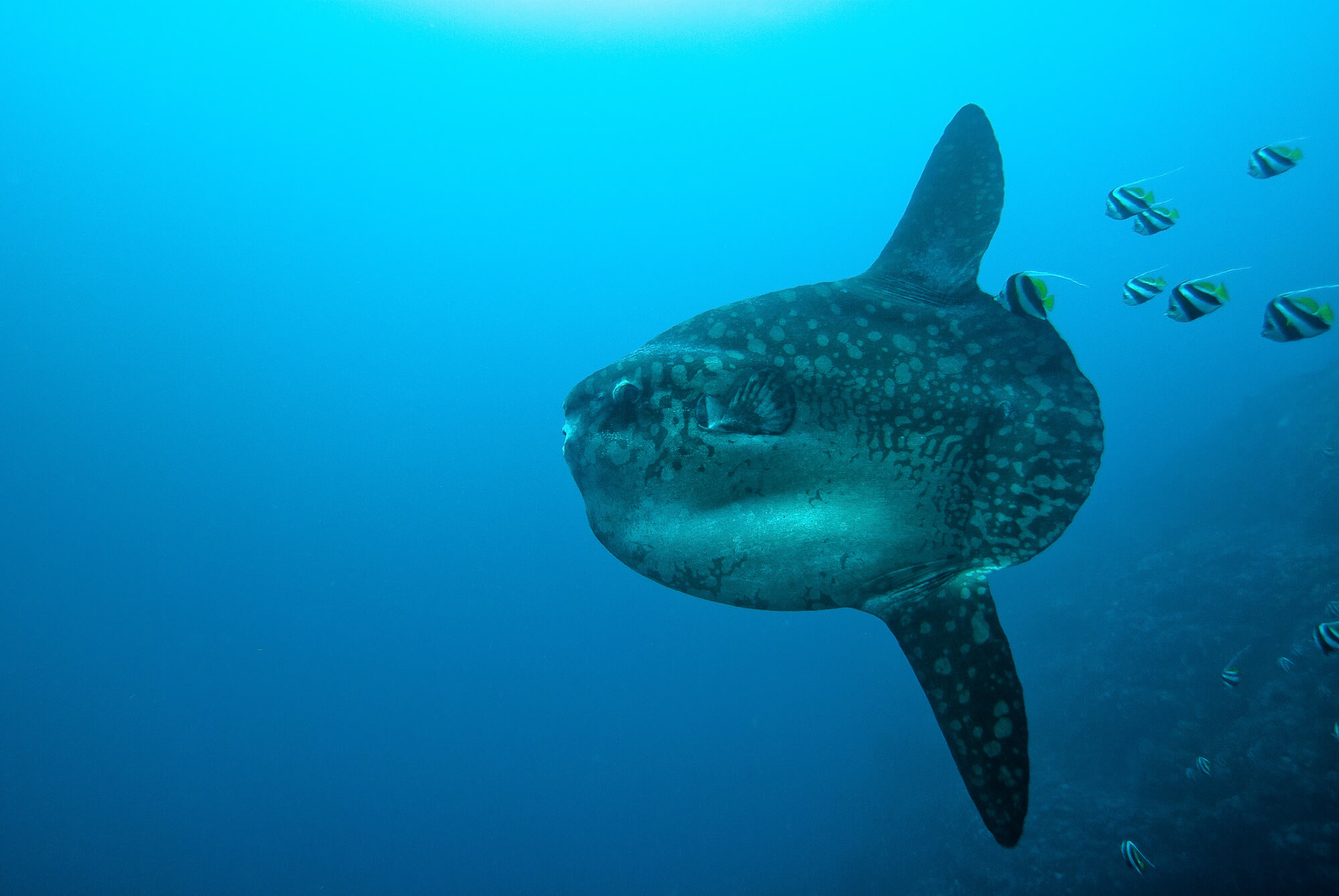 Mola mola - photo by Ceningan Divers