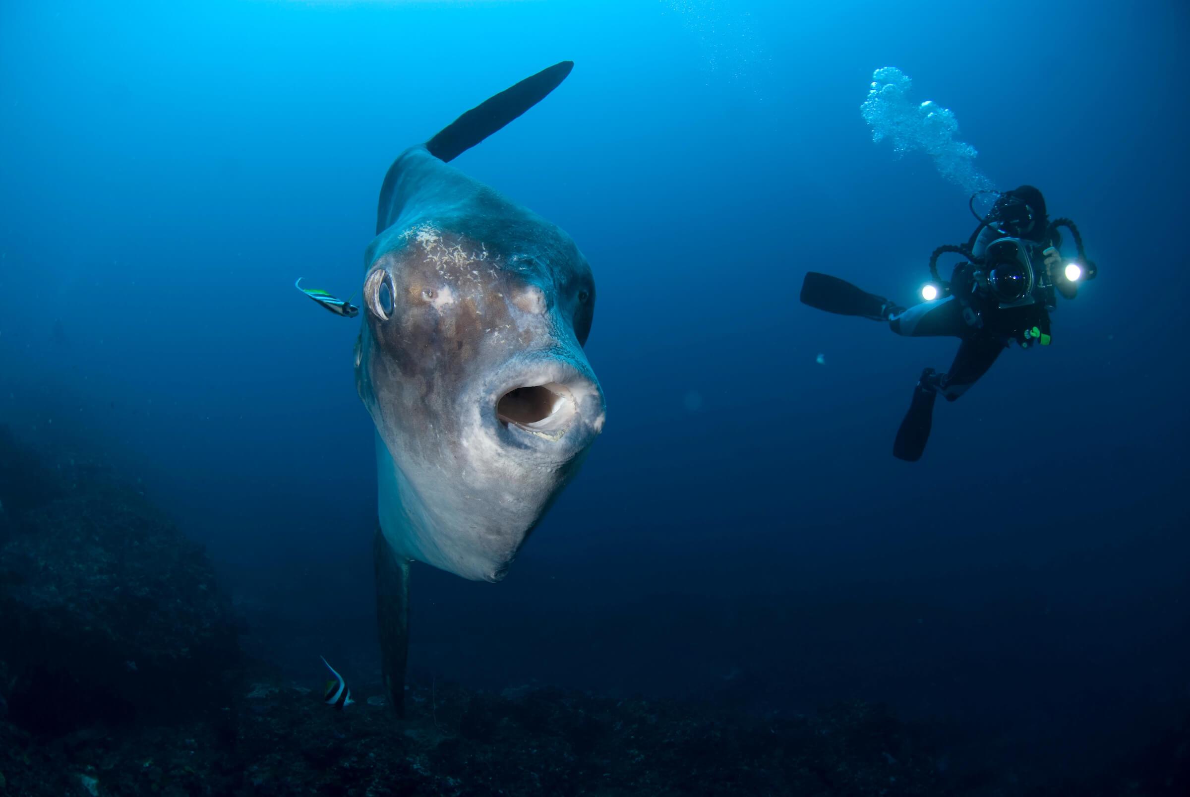 Scuba diver's guide to ocean sunfish