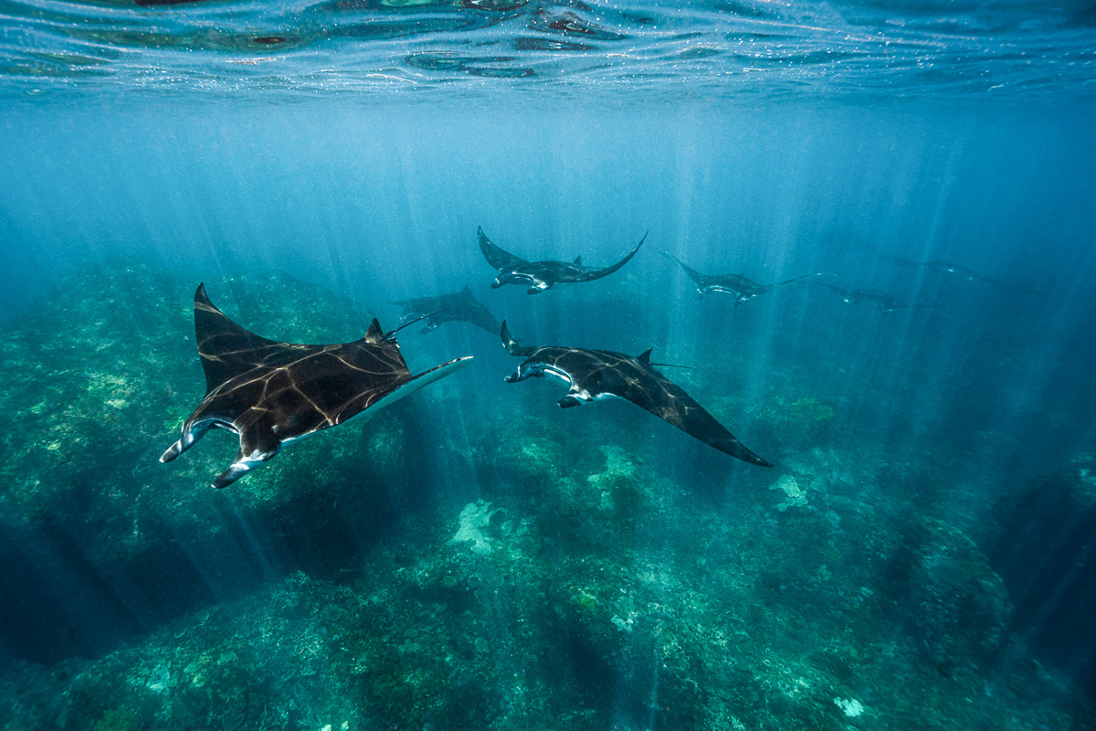 Manta rays swimming in formation at Nusa Penida, Bali