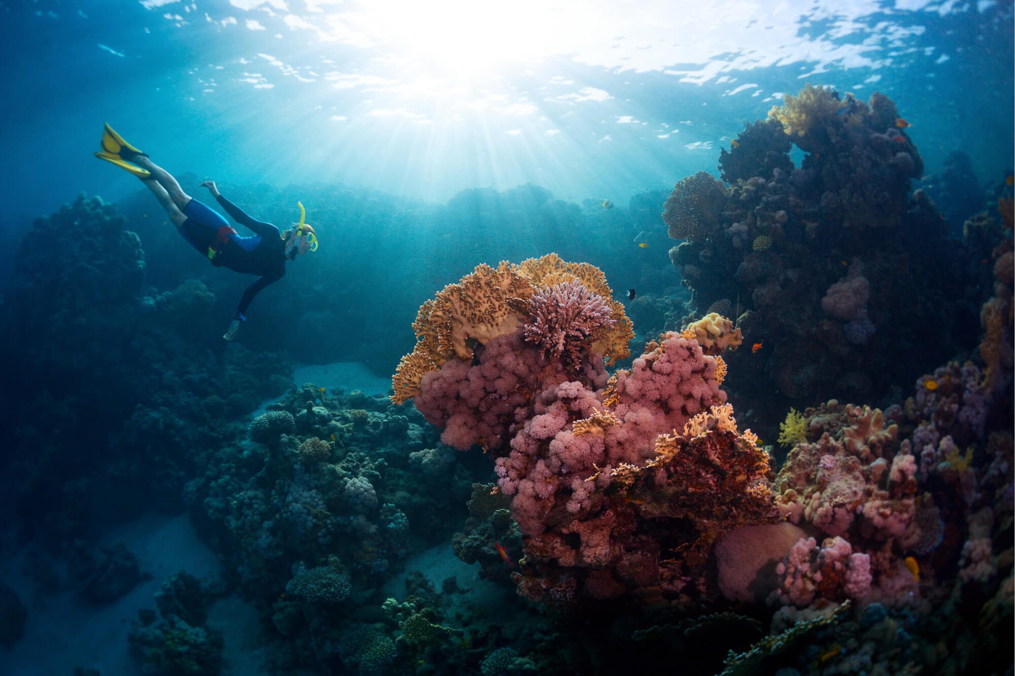 Some of Bali's best coral gardens are found around the island of Menjangan