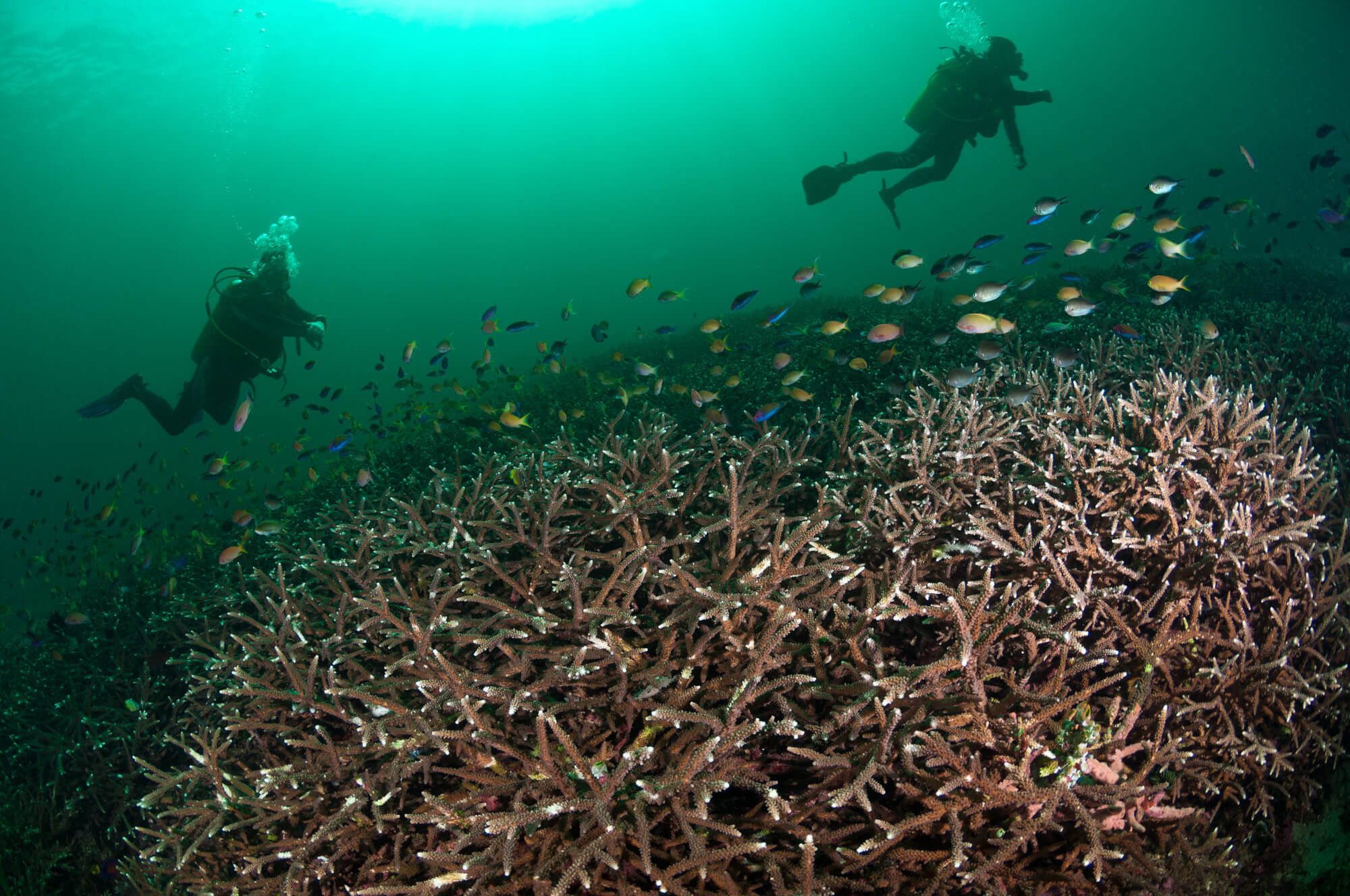 Bali Divers Reef