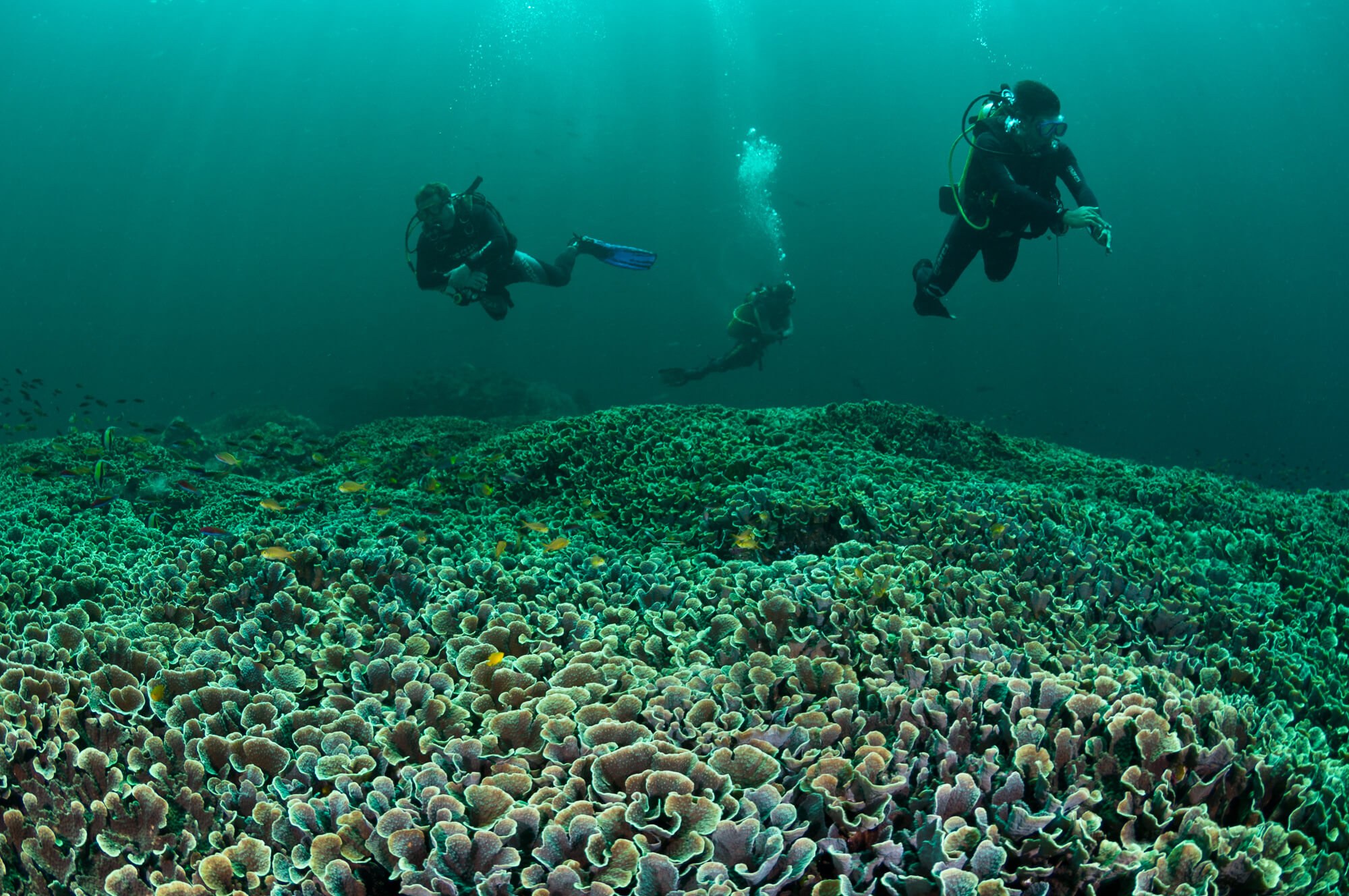 Bali Divers Reef