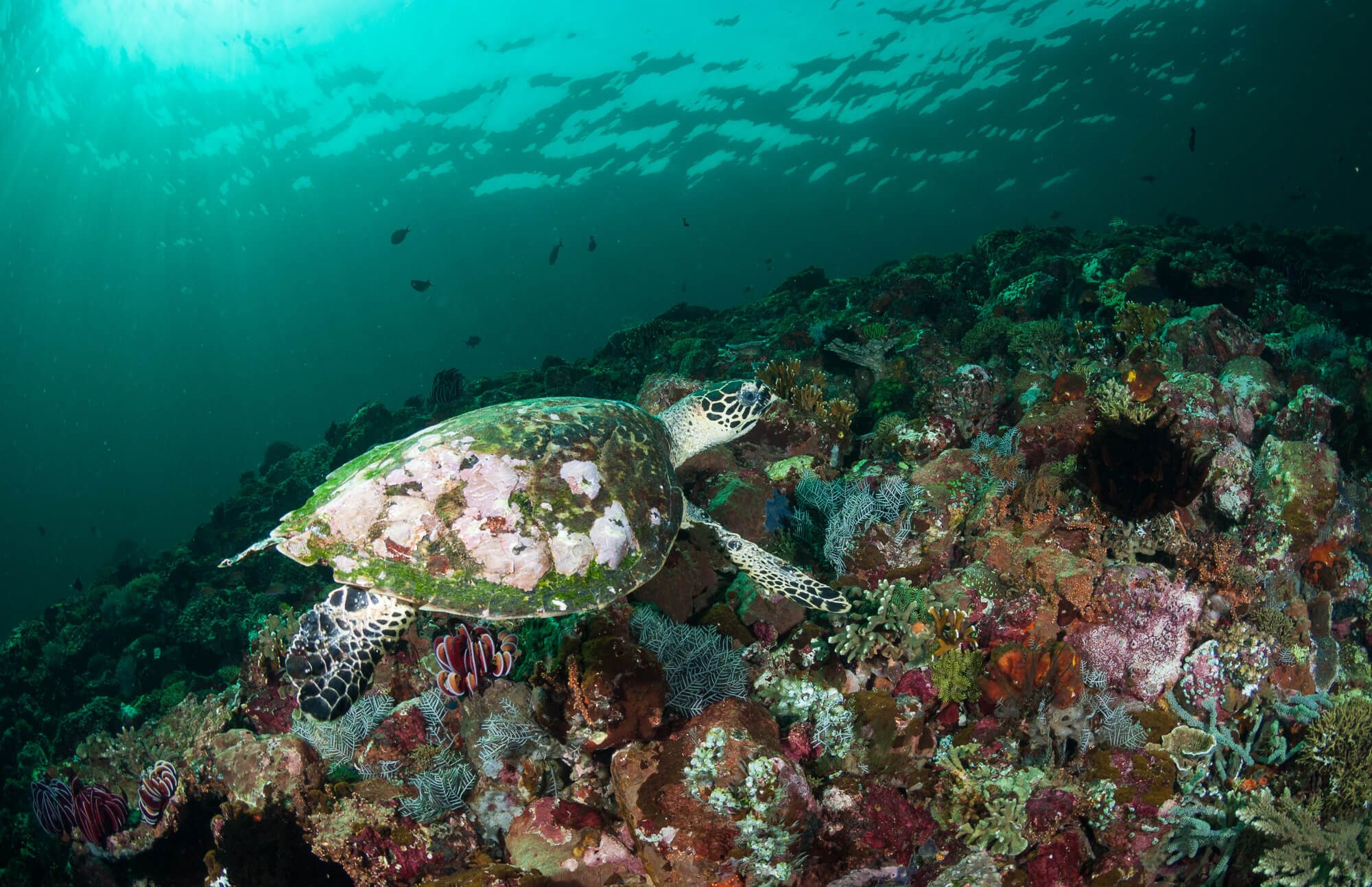 Bali Hawksbill Turtle